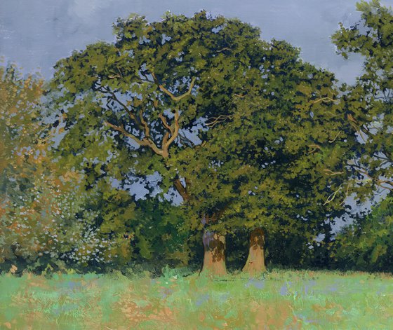 Oaks-Trees in Haddenham