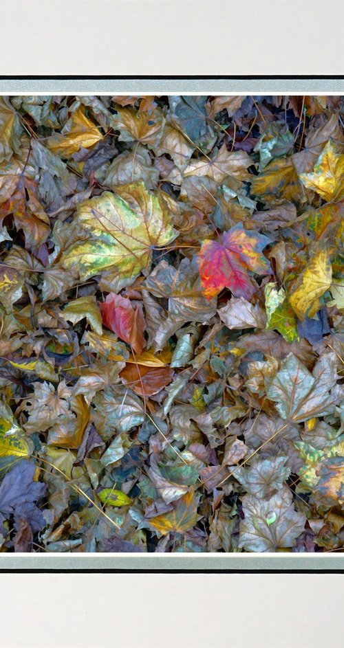 Leaf Decay is Beautiful by Robin Clarke