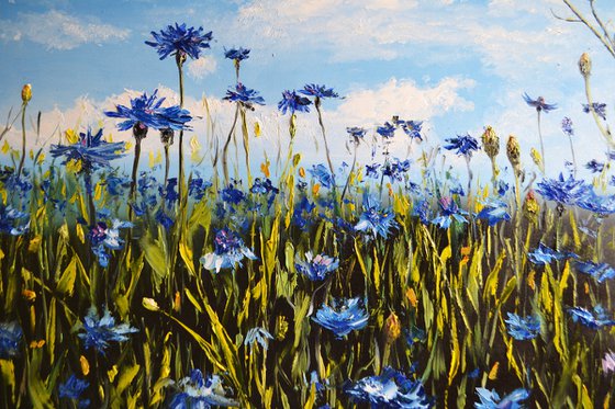 Cornflower Field