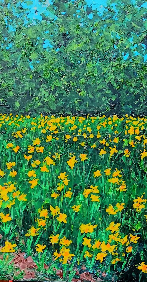 Field of daffodils by Colin Ross Jack
