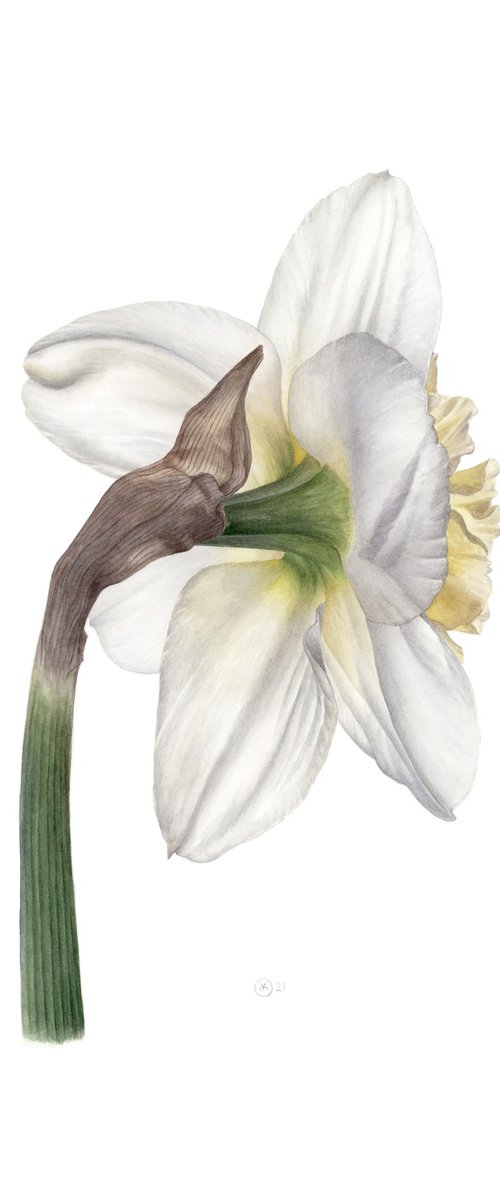 Daffodil, Back View by Yuliia Moiseieva