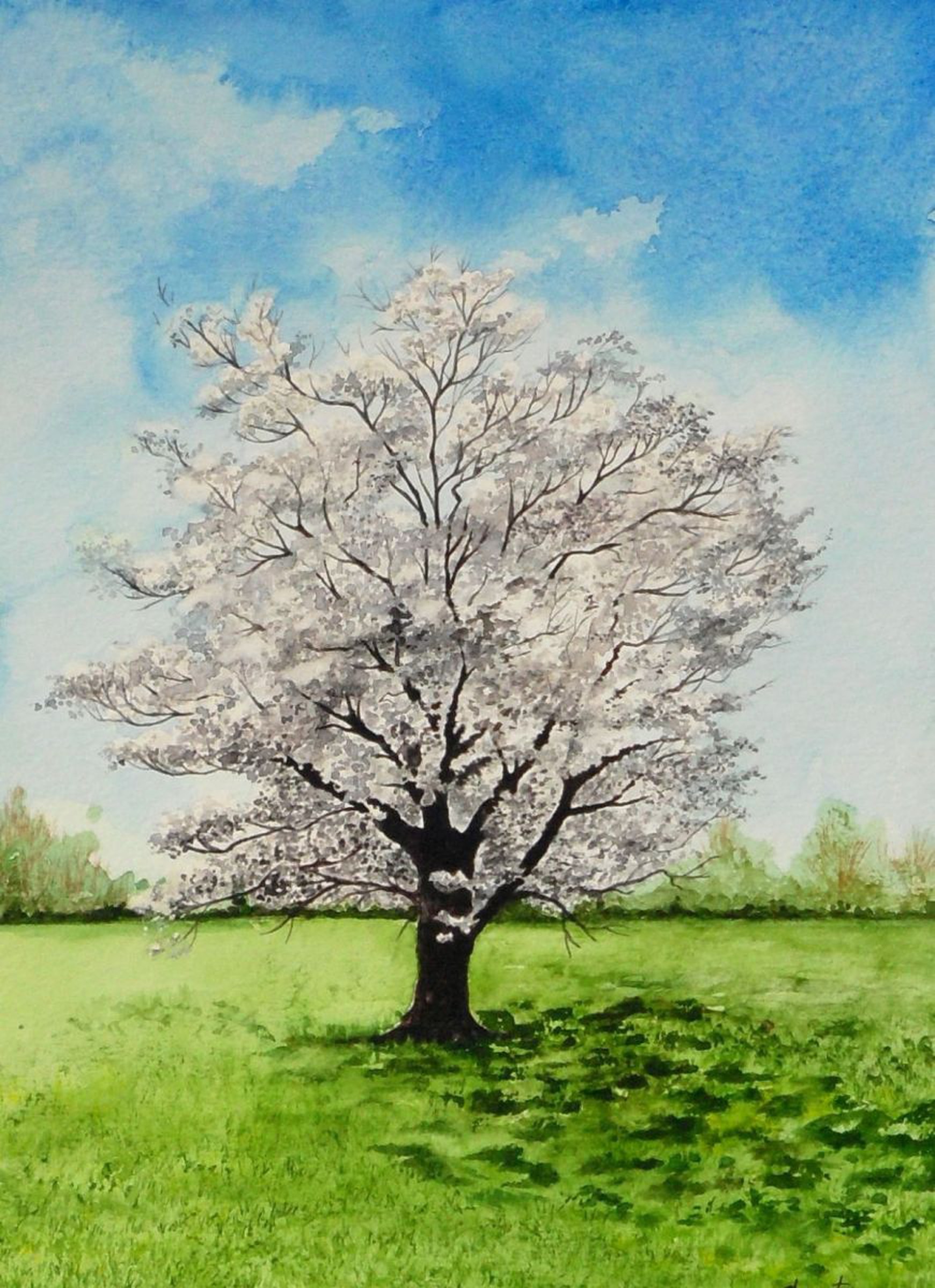 White Flowering Dogwood Tree Painting Artfinder