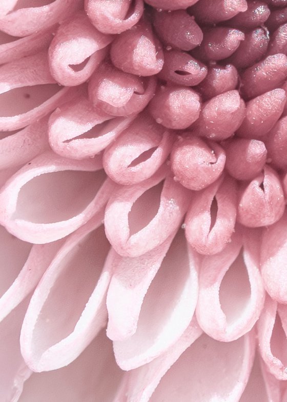 PINK VORTEX OF BLOOM
