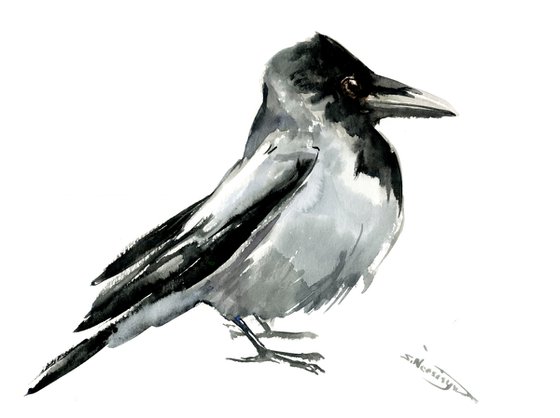 Hooded Crow