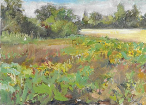 Sunflower Fields