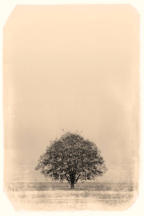 lone tree by Louise O'Gorman