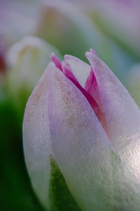 Bellissimo - Sedum - matted