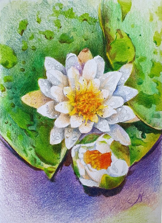 Water lilies after the rain