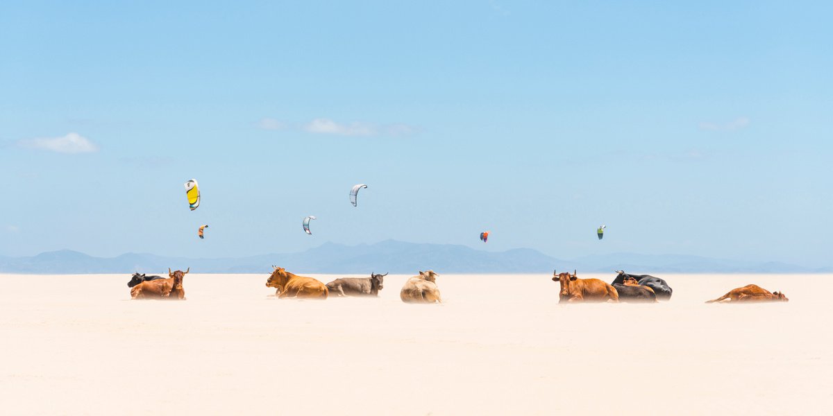 Photorealistic Animal Photograph By Andrew Lever, 60 X 30, Cows And Kites / Panoramic, Original Artwork