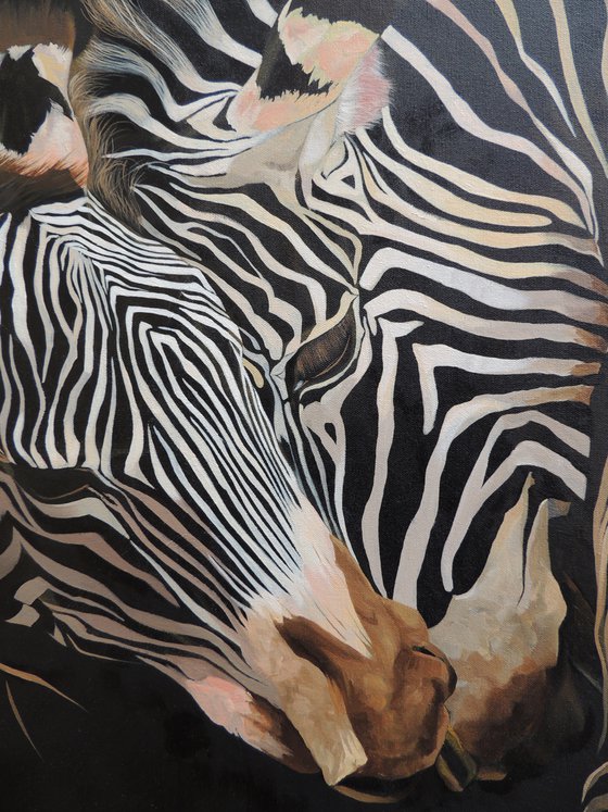 Beautiful zebras