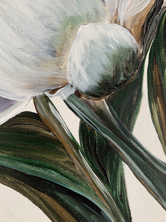 Magnolia white petals Flowers set