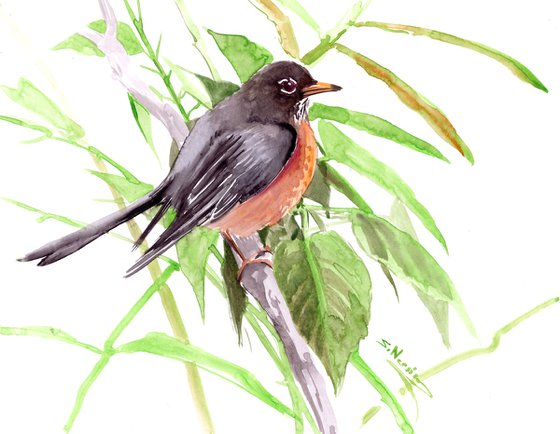 American Robin