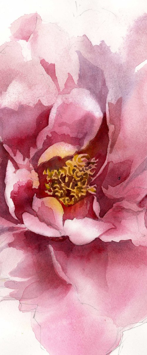 peony in pink watercolor floral by Alfred  Ng