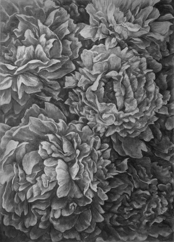 Peonies. Graphite Flowers Series