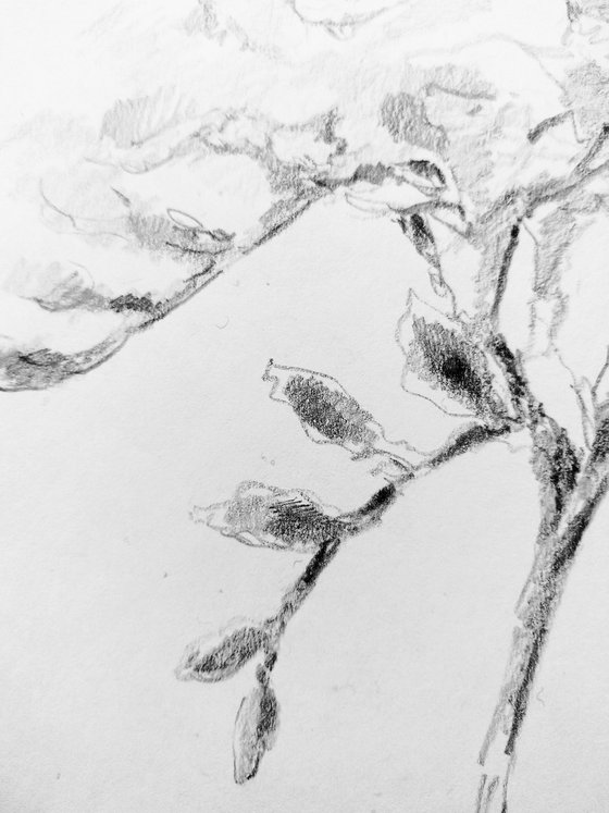 Freesias #4 Original pencil drawing.