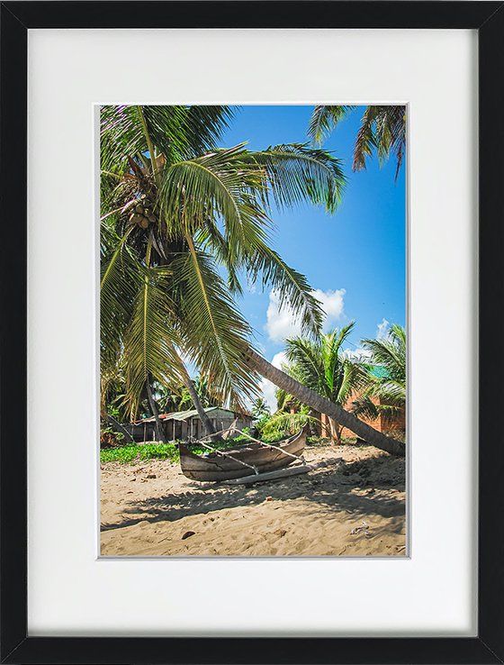 COCONUT TREE