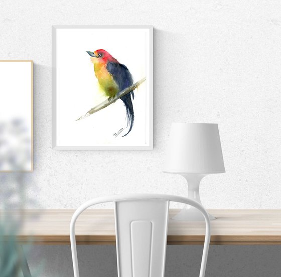 Western tanager