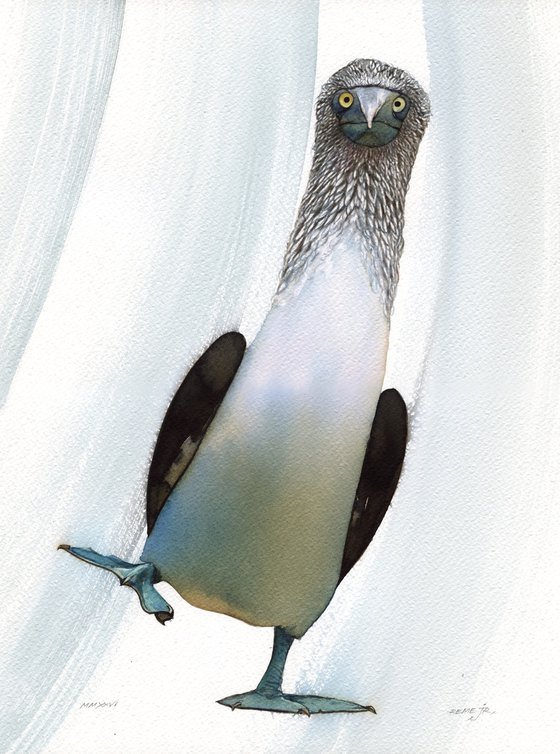 Blue-footed booby