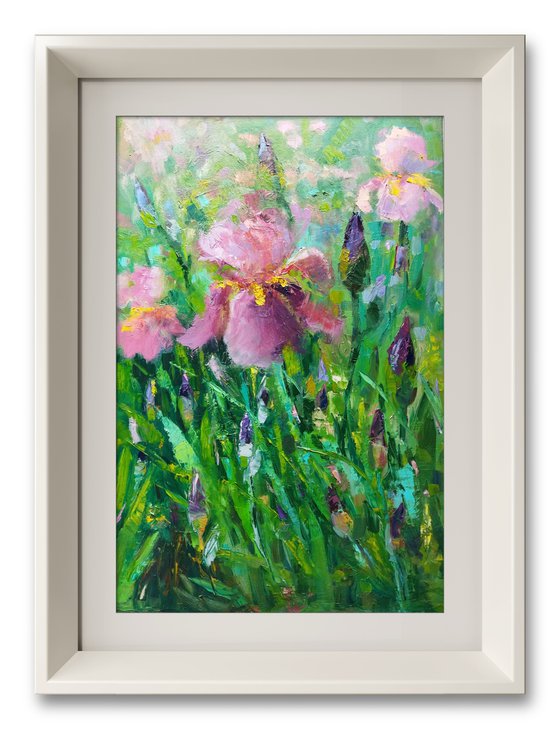 Blush Irises in Bloom