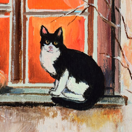 Tuxedo cat in a windowsill
