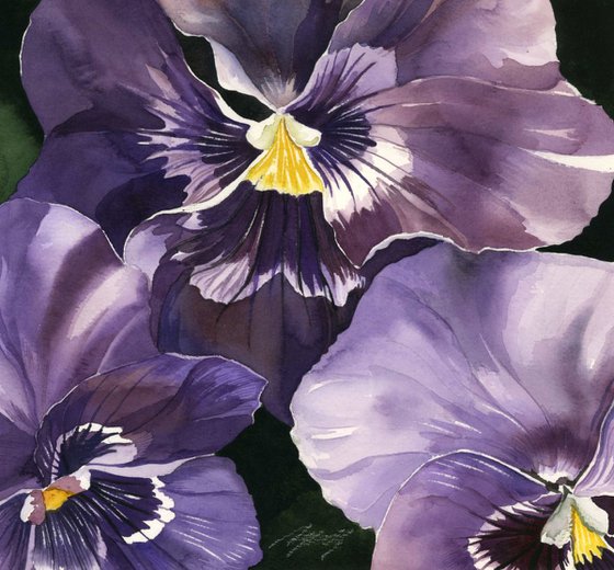 purple pansy