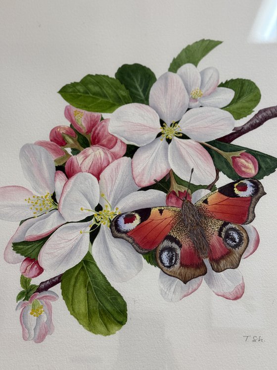 Apple blossom and butterfly