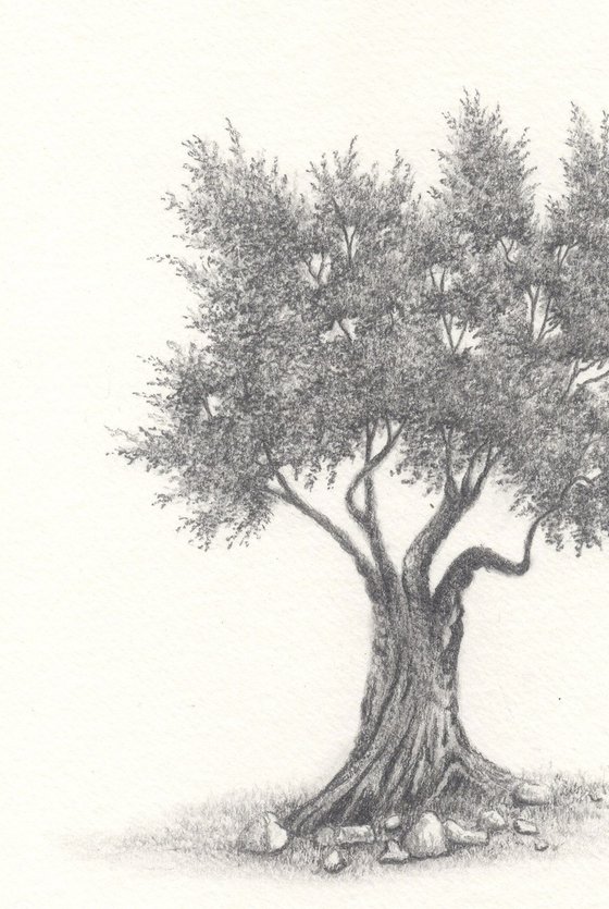 Olive tree II