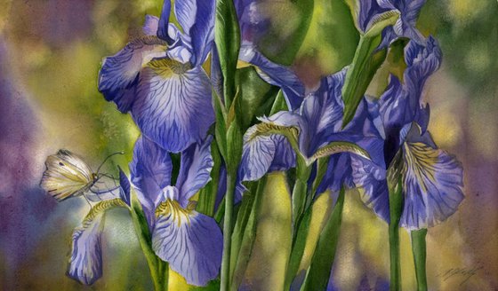 Wild irises