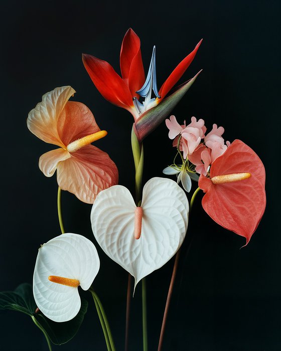 Tropical Harmony