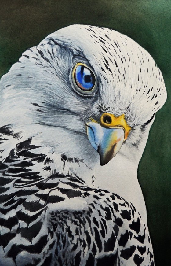 White falcon