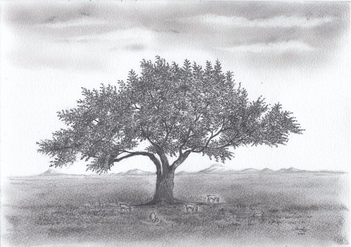 Walnut tree pencil drawing by Shweta  Mahajan