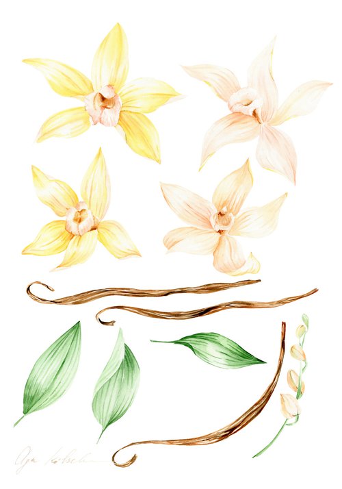 Vanilla Botanical Art by Olga Koelsch