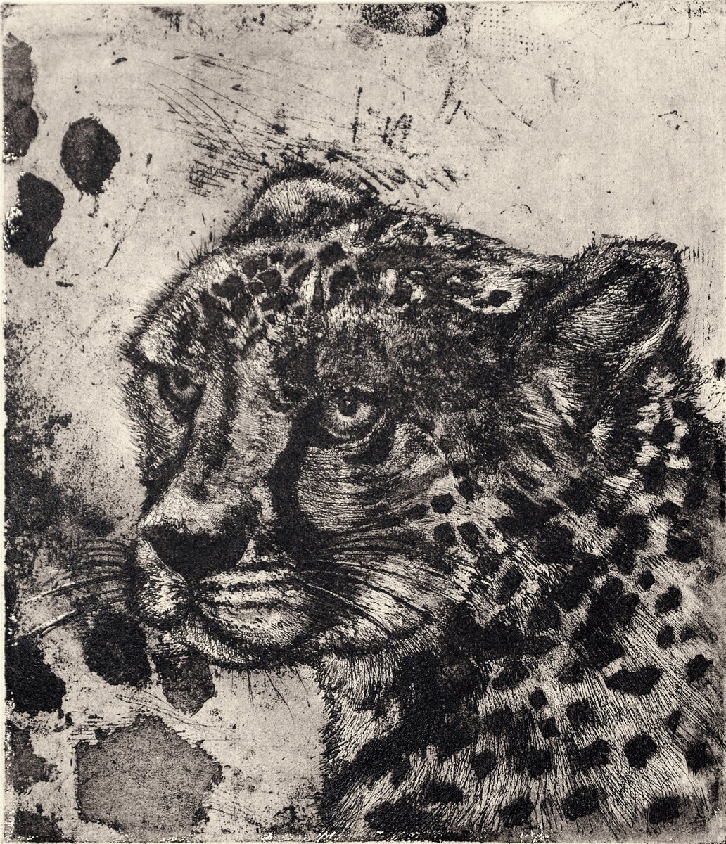 Illustrative Animal Etchings & Engravings By Isabel Hutchison, 15 X 17, African Cheetah Etching, Original Artwork