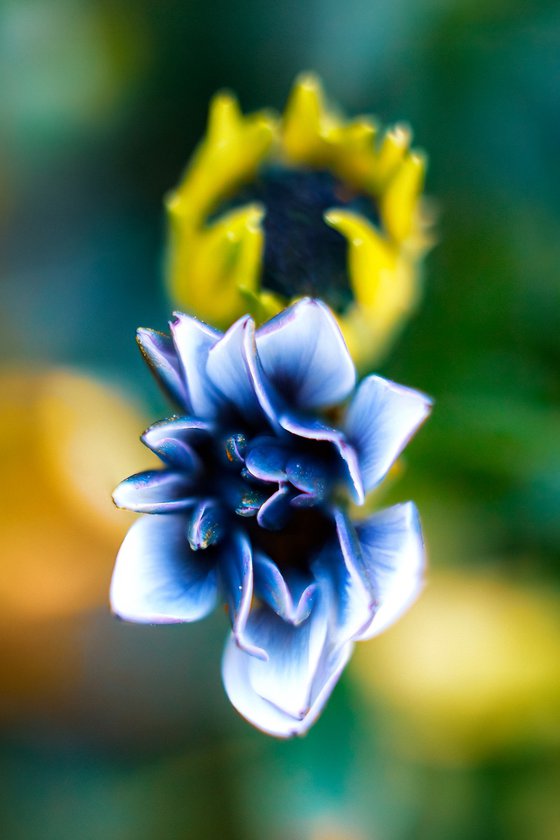 Dancing Marguerites