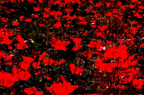 Poppies field by Elena Zapassky