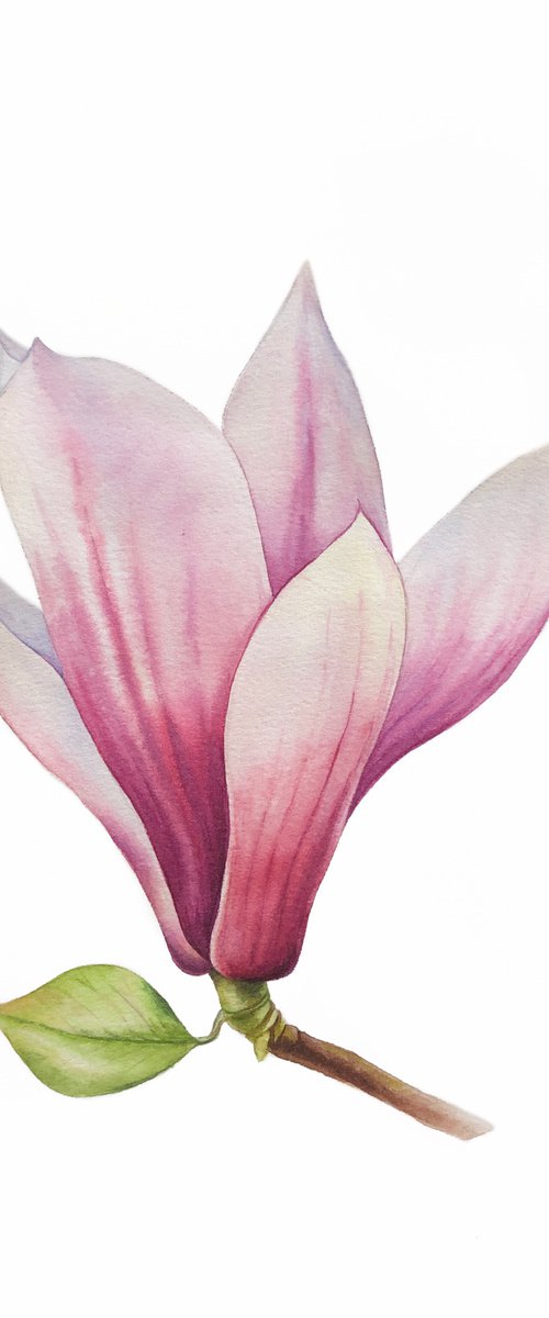 Magnolia blossom. Original watercolor artwork. by Nataliia Kupchyk