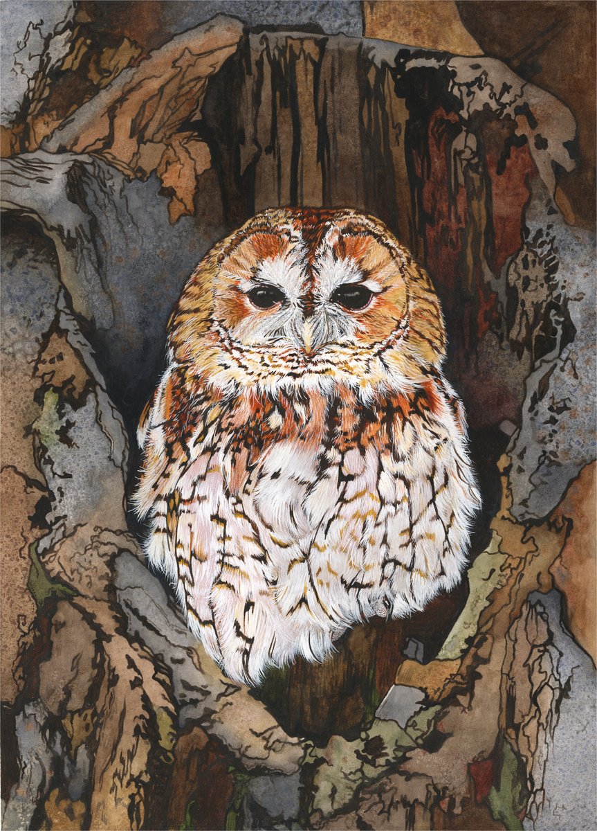Photorealistic Watercolour , Tawny Owl By Irsa Ervin, 17 X 24, Artwork For Sale On Artfinder