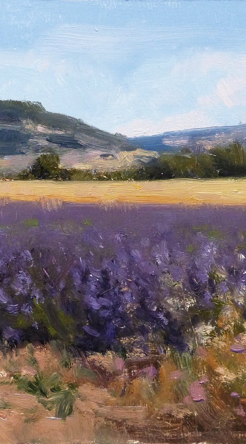 Lavende Champs de Rame by Pascal Giroud