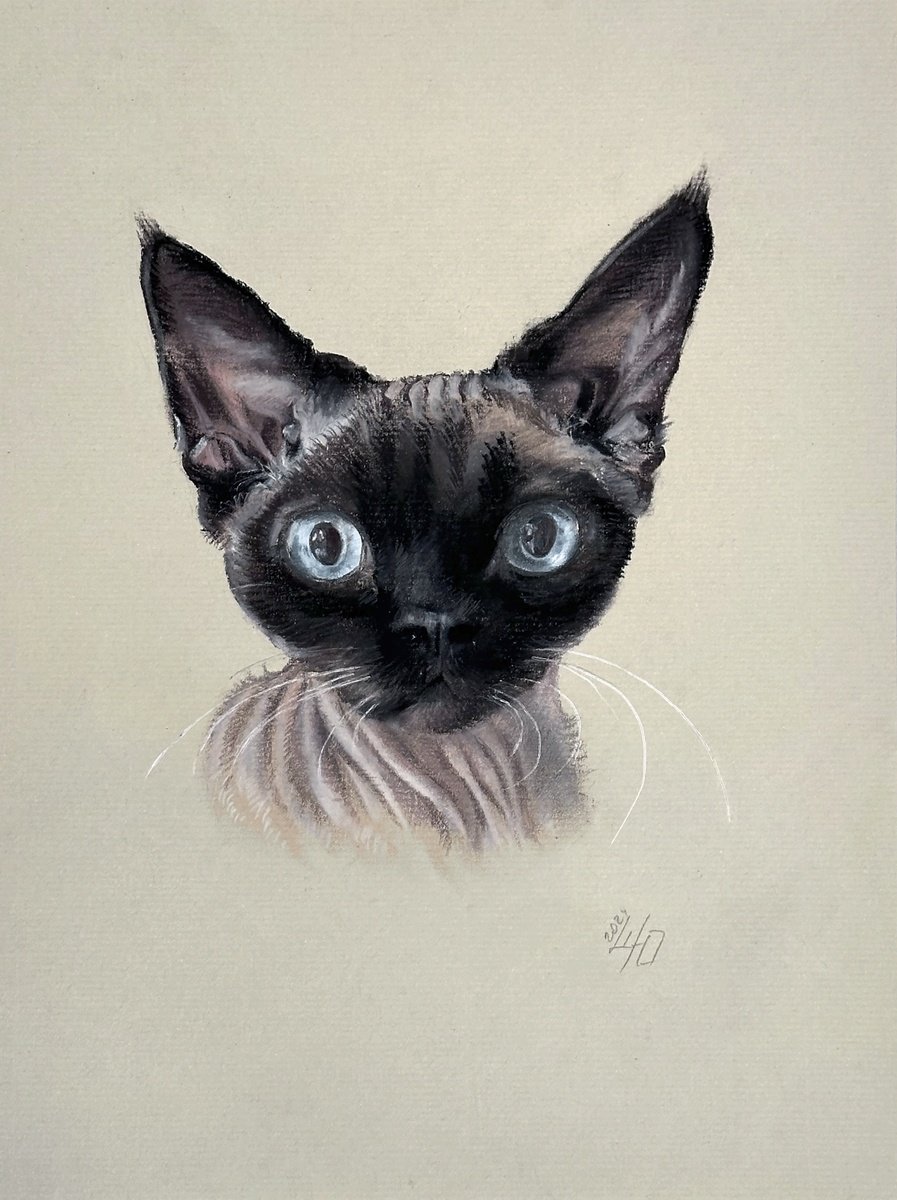 Photorealistic Animal Pastel Drawing By Julia Shilo, 8 X 11", Portrait Of Sphynx With "Penetrating Glance", Original Artwork