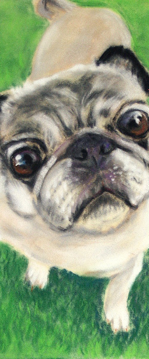 Pug II , 6,5x9,5" / ORIGINAL SOFT PASTEL PAINTING by Salana Art / Svetlana Samovarova