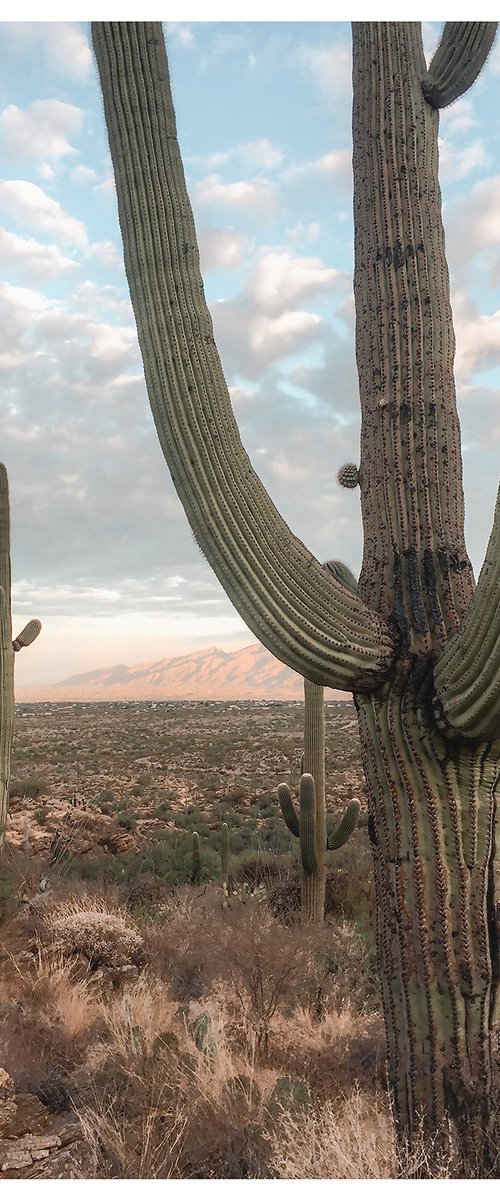 Saguaro Forest by John Celeste