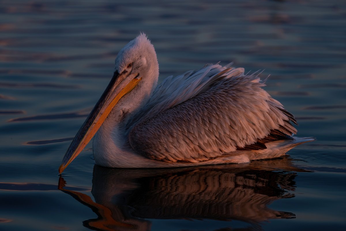 Pensive Pelican by Nick Dale