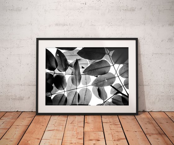 Experiments with Leaves I | Limited Edition Fine Art Print 1 of 10 | 75 x 50 cm