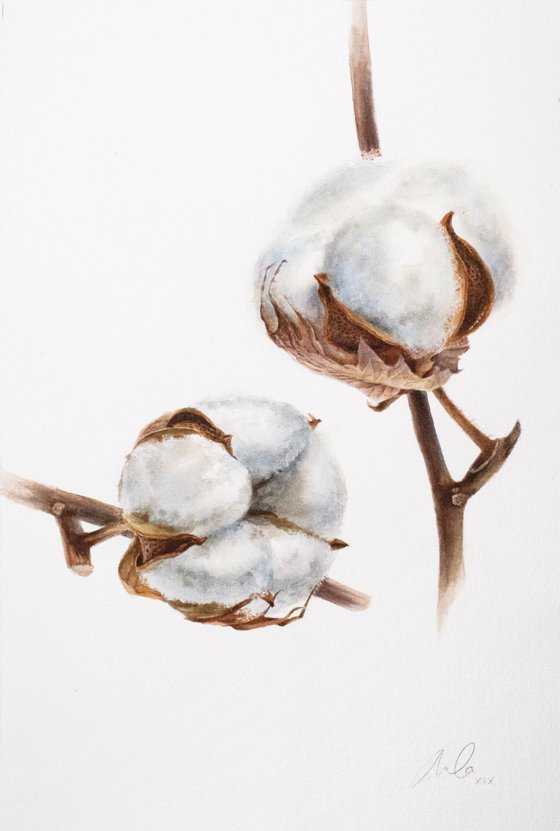 Cotton