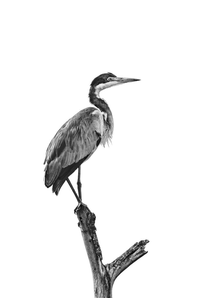 Photorealistic Animal Photograph By Nick Dale, 26 X 33", Profile Shot, Original Artwork