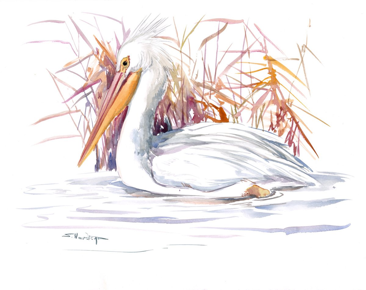 American White Pelican by Suren Nersisyan