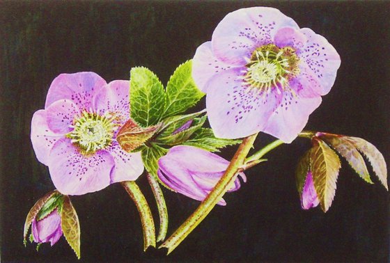 Hellebore