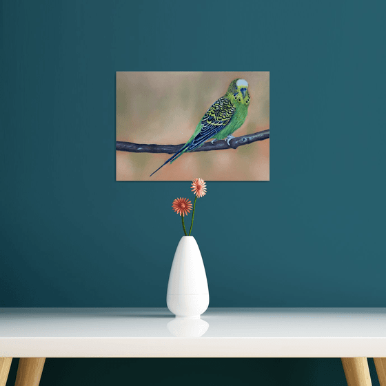 Budgie