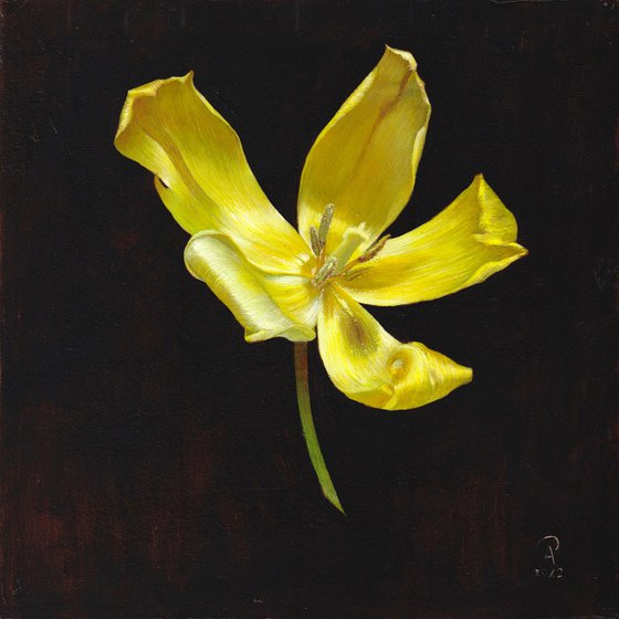 Yellow Tulip Portrait