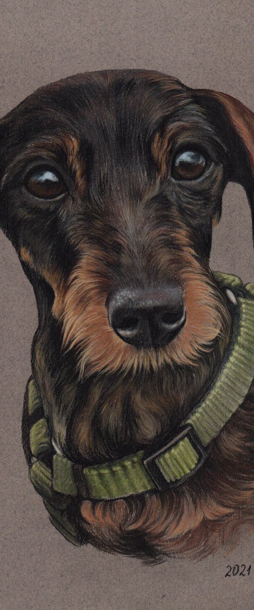 Pastel portrait of Dachshund, 30x21 cm by Olga Tsvetkova